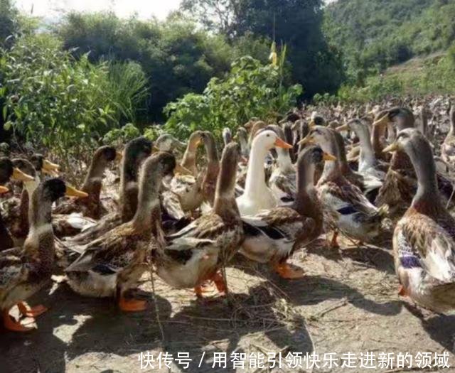  「利润」养殖鸭子周期短，45天就可以出售，利润怎么样