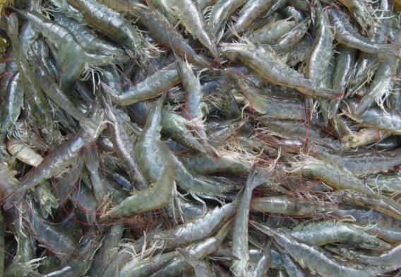  [养殖户]去年塘头价80多元，今年跌到40多元，养殖户说不养就不