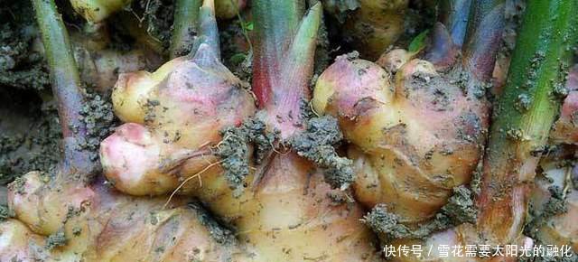 农村这一霸气的农作物，亩收入万元，却没人敢种，这是为何
