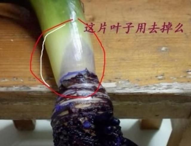  「发财树」这6种花，烂根先别扔，这样砍枝剥皮用水洗，15天长出新根侧芽