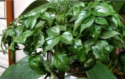 『导致树干』平安树树干发黑枯死如何处理