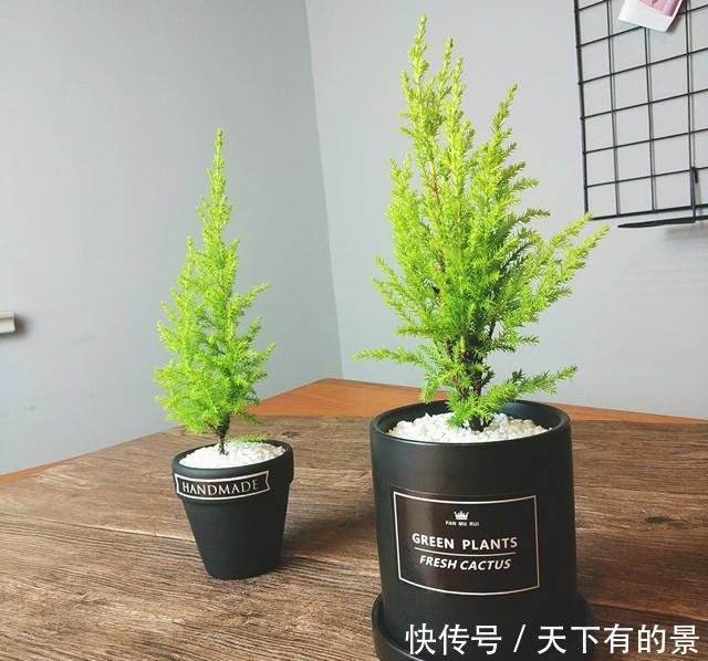 睡眠|睡眠不好,可以养盆香松小盆栽,好看好养还助睡眠