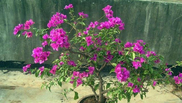  「蓝雪花」你的阳台离小花园差这3种花，种上后，给你带来不一样的生活感受
