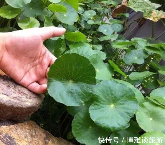  『条件』养铜钱草，有这2个“条件”，满盆都是“铜钱叶”，家里财源滚滚