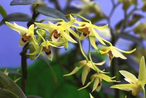  【炒菜】家里有这5种花，不仅能赏花，还能用来炒菜吃！