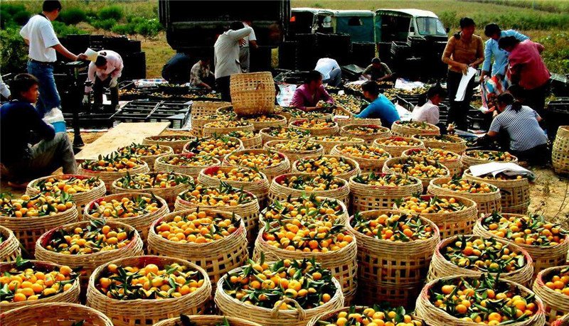 中国从巴铁买下万吨水果，解决当地水果滞销，越南求同等待遇