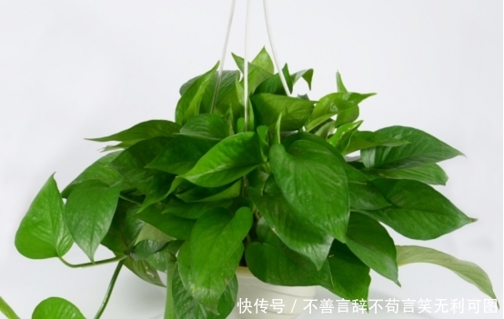  『试试』家里的书桌除了书什么都没有，过于单调，那就试试这几种小盆栽吧