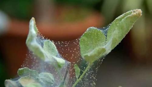  #植物的叶片#养在家里的盆栽花卉如何防止感染红蜘蛛，湿度、光照和温度特关键