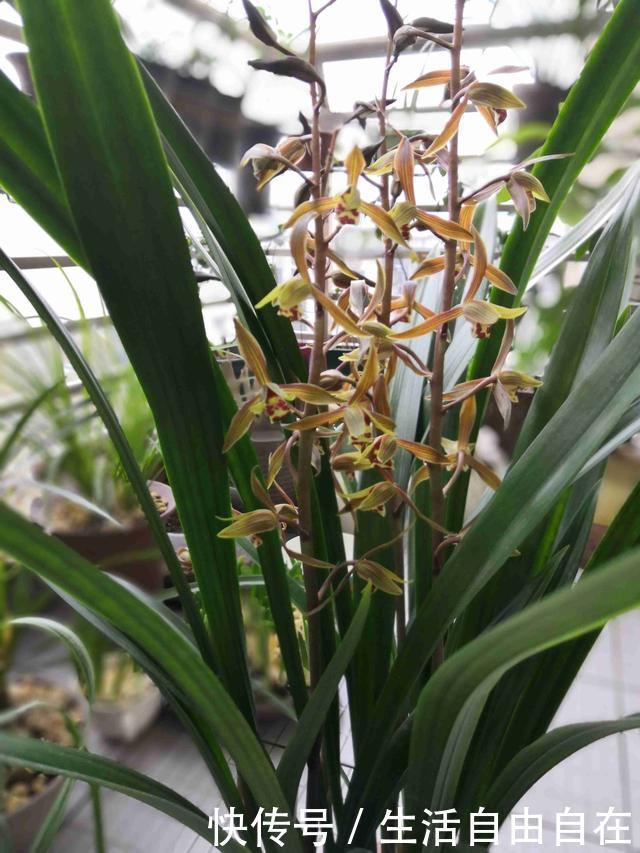 此兰花春节时开花，花期几个月，香气四溢，种植容易，适合新手养