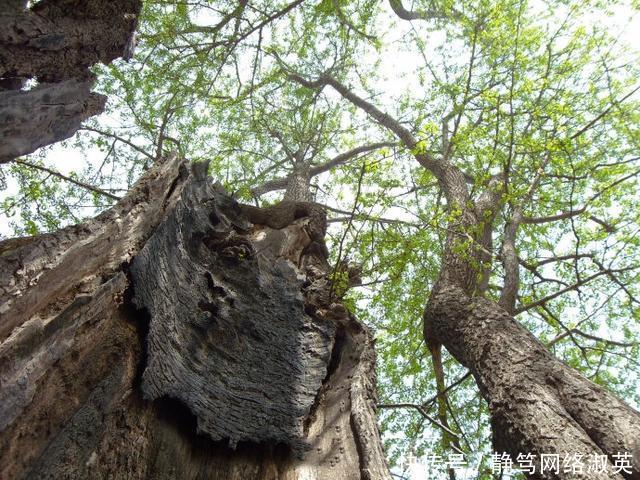 河南千年古寺, 藏千年古树, 树干空了, 仍枝繁叶茂