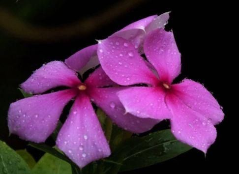  『漂亮』这些花朵超好养，养护简单又漂亮，花开多又香，新手也能养爆盆