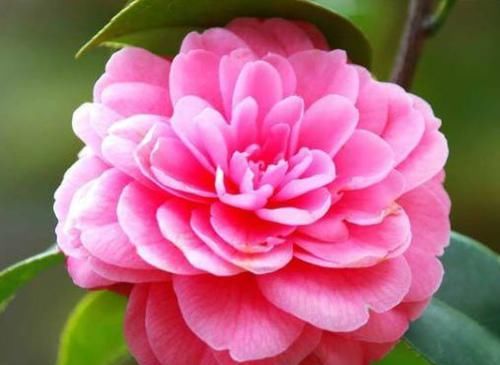  #花香#就喜欢这些花朵，开花贼多，花香飘满屋，开花艳丽惹人喜