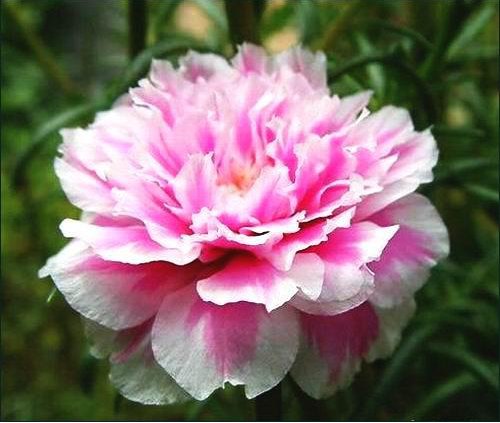  『迷人』花期超长的盆栽花，放在阳台养，全年开花满枝头，花色迷人又艳丽