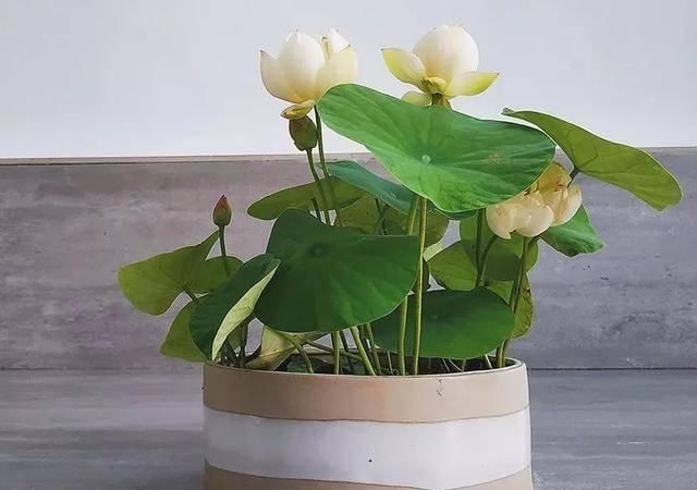  『名字』这3种花 明明开得如此美丽 却被名字给耽误了