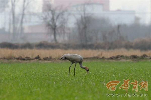 城固发现越冬候鸟灰鹤 冬季迁徏过程中落单在此