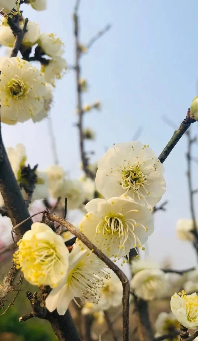 醉美不过台儿庄,小城沐浴在春光,盎然春意让阳光一天天的明媚起来【2020热门旅游景点】