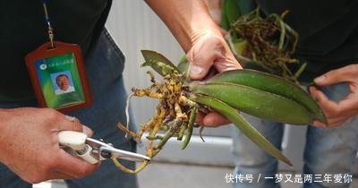  「白白」蝴蝶兰开完花就扔真是大土豪，白白捡了一箩筐，修剪一下又开花