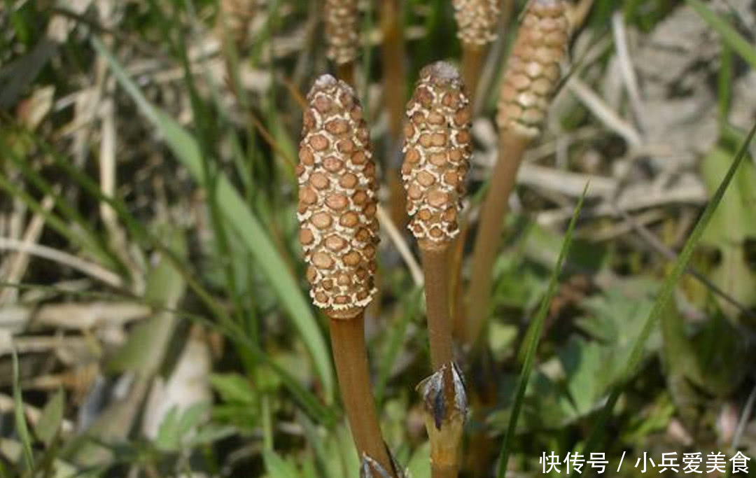 在田里发现这种野草，记得带回家，现在很珍贵，而且根能吸金