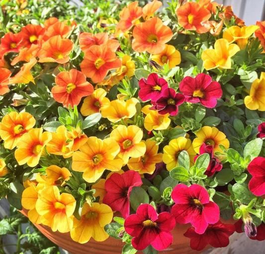  #春天#花期超长的5种花，最适合春天种，一开就是大半年