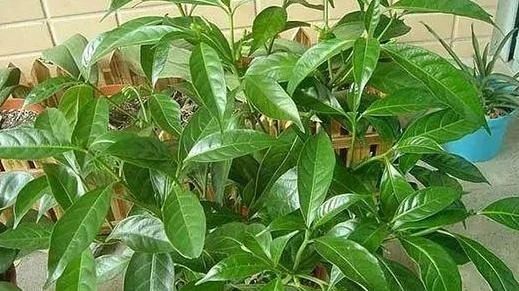 『室内』不是所有的花都能室内盆栽,若为健康故,请远离这4种植物