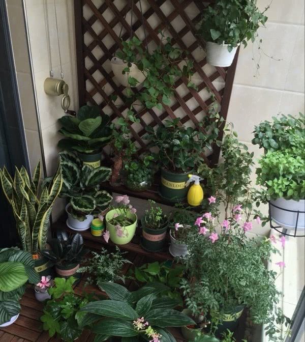  #瞬间#绿植花草这样摆放，阳台瞬间变花园，不仅干净整洁，空间还扩大了