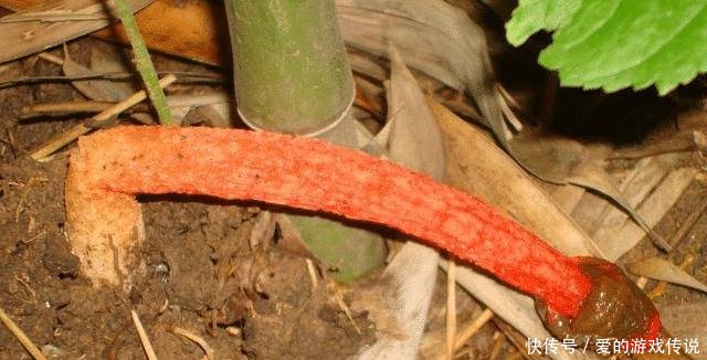 农村这种野生物，名字挺“吓人”，但若遇到，切千万珍惜