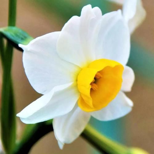  『春节』这些春节前后特受欢迎的观赏花，很适合养成桌面上的盆栽观赏植物