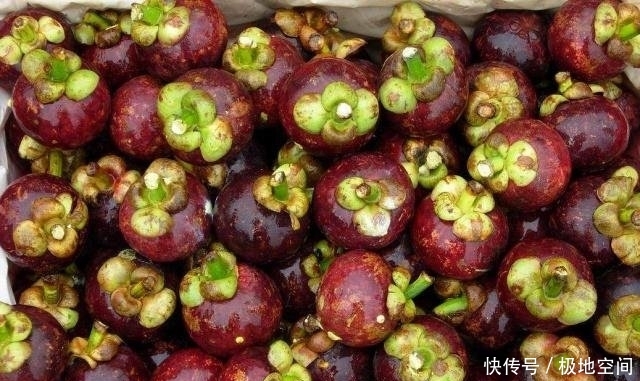 1棵山竹树1次结果几千个，为啥山竹还那么贵30年老果农说出真相