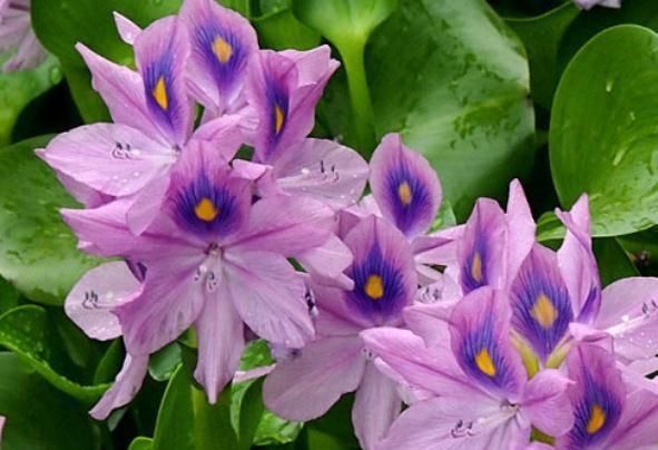  『花儿』一种花有“眼睛”，给点水和土，花朵大又多，半年不管也有花儿看