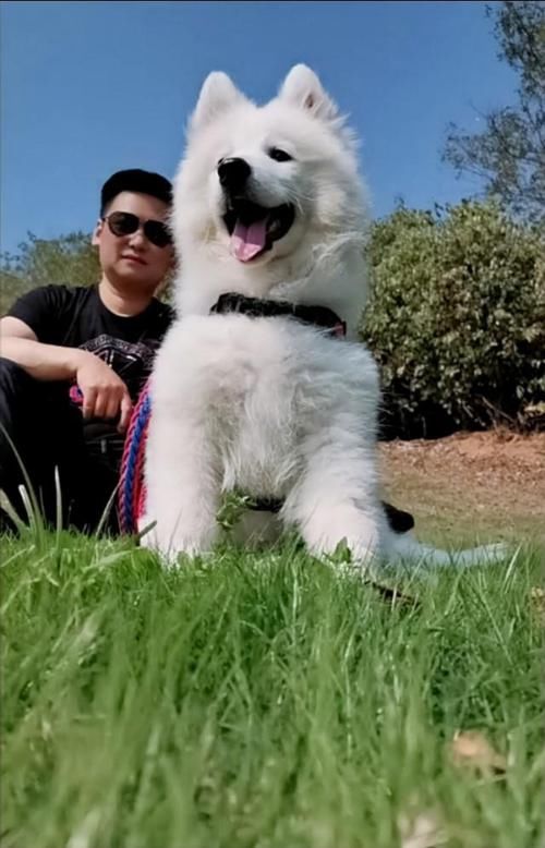  「时间」萨摩耶一生认几个主人，只认一个主人且忠诚度很高