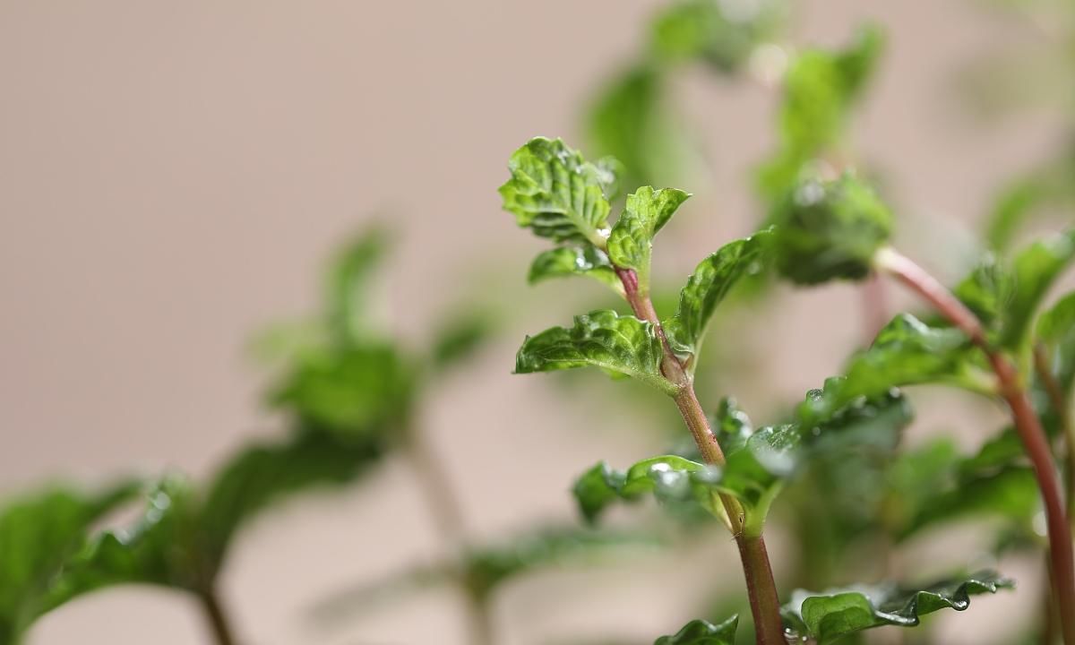  [繁殖]薄荷可扦插方式繁殖，方法非常简单，详细的扦插方法