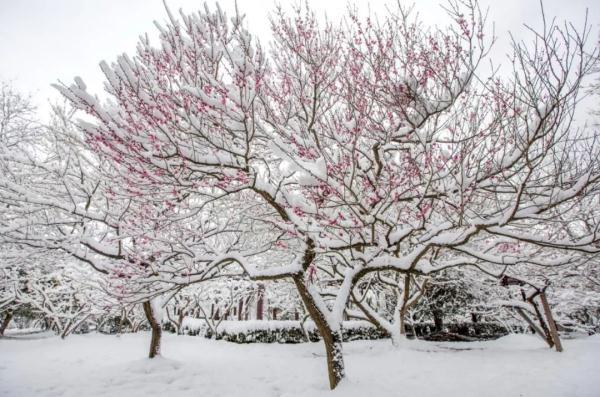 雪后的南京真美！