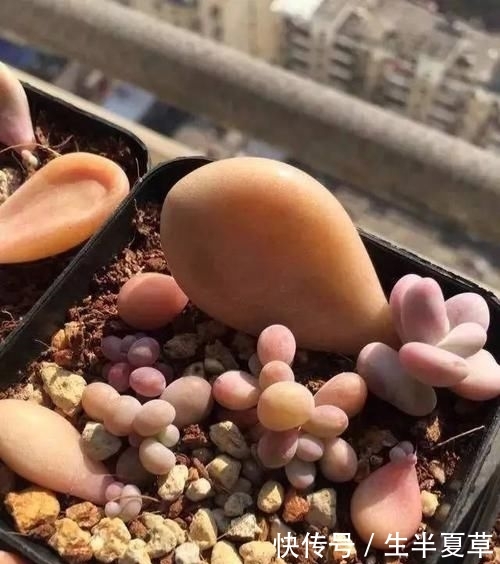  养护：人见人爱的桃之卵，如何养护呢？喜欢桃蛋的赶紧收藏！