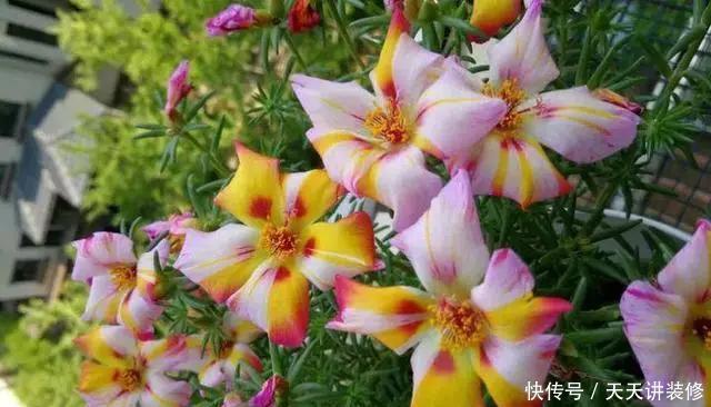  [图片作者]15种超级好养的花，不死鸟居然不是第一，“养花杀手”们试一试吧
