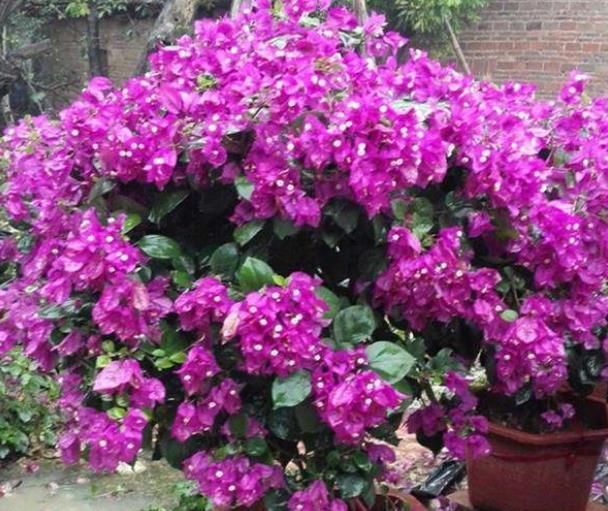  『阳光』夏天赏花首选“三角梅”，阳光越强开花越旺，花朵艳丽观赏强！