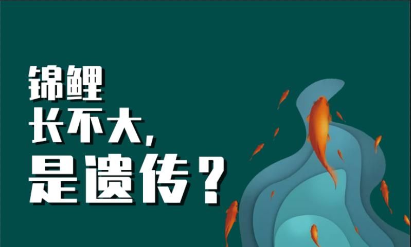 快速@养鲤正能量:锦鲤十几年都未长大怎么办?解密锦鲤快速成长的诀窍