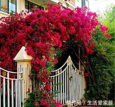  端午节|端午节前后，此花要栽2株，花开上千朵，2株长成花墙，美呆了