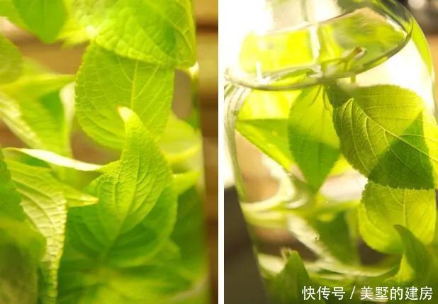 「水果鼠尾草」6种香香花,厨房客厅都能养,闻着香吃着也香,摘一把长10盆!