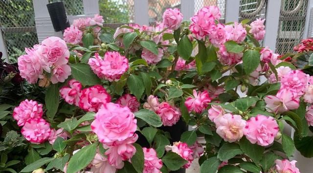 「玫瑰」此款世界名花,漂亮似玫瑰,开花勤快,好养易管理,是盆栽佳物
