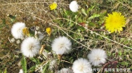 长得像蒲公英的一种野菜，只吃叶子不拔根，很多人都不知情而已