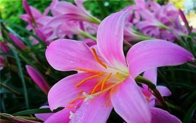  #选择#百合花怎么繁殖,方法操作不好的话直接就废掉了