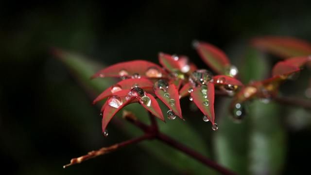 这些植物种类只有我国独有，只存在这些山洞中，价值非比寻常