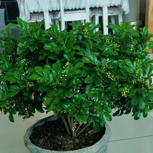  杀菌剂：米兰花盆栽常见细菌性病害，常被当作虫害防治，真菌性杀菌剂无效
