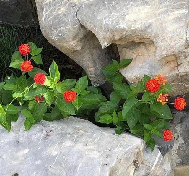 『排水良好』推荐一花多色的5种植物，缤纷多姿