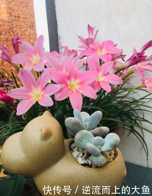 「栽培」此款球根植物,种植很简单,一年开花很多次,花色美丽,值得栽培