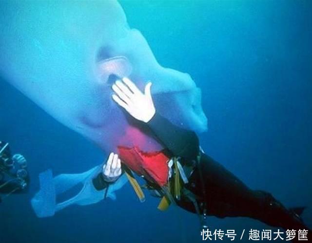潜水者海底遇到“透明巨虫”，套在头上拍照，却不知是它？