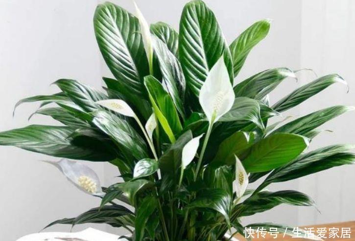 『打造』5种盆栽全年开花,花大色艳,一盆千朵花,养在家里打造温馨花园