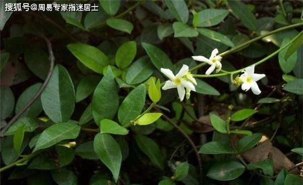  生肖属鼠人■十二生肖日运算命：2022年1月1日运气
