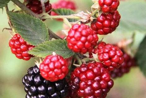 种植时■减肥瘦身、抗衰老的树莓,多种颜色,农民种植需掌握三个要点