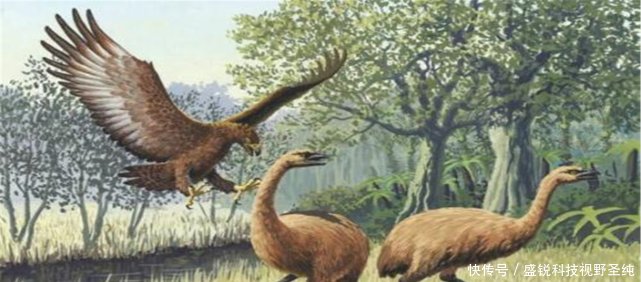 吕宋岛藏有世上最凶鸟，最恨猴子先啄瞎眼再吃，号称“鹰中之虎”